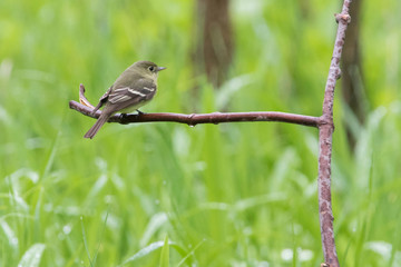 least flycatcher in spring