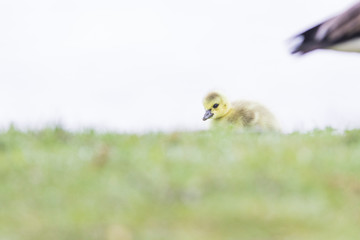 Cute Canada goose (Branta canadensis) babies