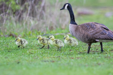 Cute Canada goose (Branta canadensis) babies