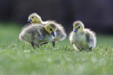 Cute Canada goose (Branta canadensis) babies