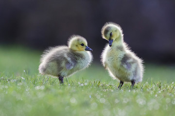 Cute Canada goose (Branta canadensis) babies