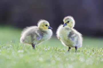 Cute Canada goose (Branta canadensis) babies