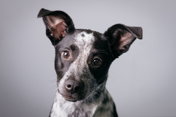 Cute Rescue Dog