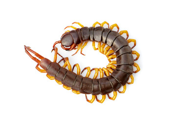 Image of centipedes or chilopoda isolated on white background. Animal. Poisonous animals.