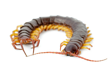 Image of centipedes or chilopoda isolated on white background. Animal. Poisonous animals.