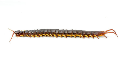 Image of centipedes or chilopoda isolated on white background. Animal. Poisonous animals.