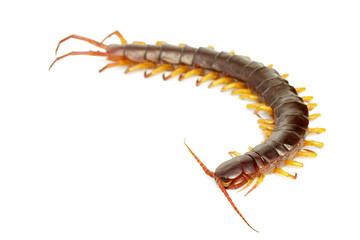 Image of centipedes or chilopoda isolated on white background. Animal. Poisonous animals.