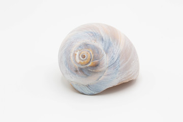 Pale shell