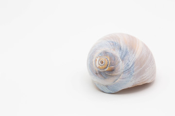 Shell