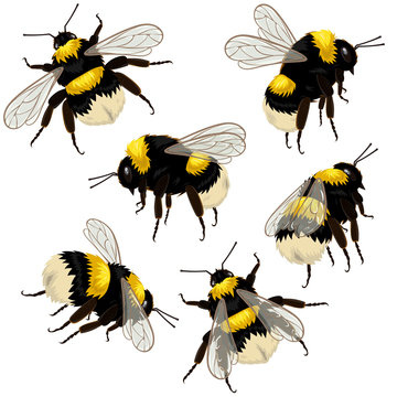 Set of bumblebees isolated on white background in different angles. Vector illustration.