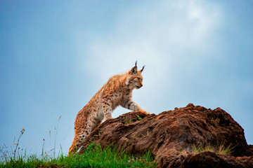 lynx on a rock