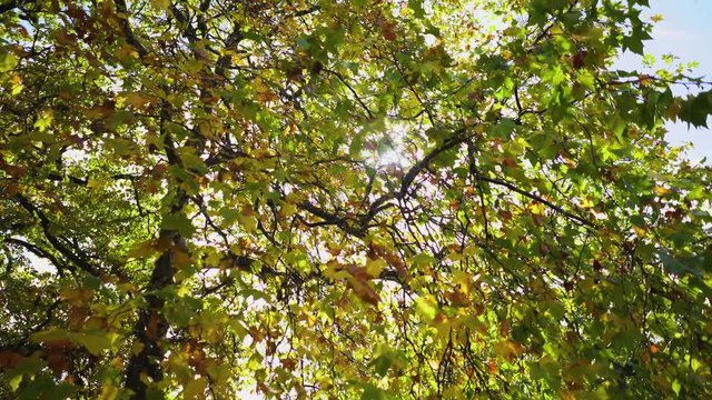Sun through autumn leaves