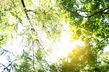 Closeup nature view of green leaf on blurred greenery background in garden with copy space using as background natural green plants landscape, ecology, fresh wallpaper concept.