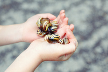 Closeup macro of child hands palms holding many little small forest garden yellow striped snails molluscs. Summer kids .entertainment activity. Happy childhood lifestyle.