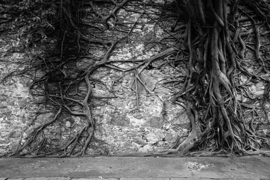 Knotted roots of a tree on a stone wall. Image process contain exessive noise or grain. Black and white image