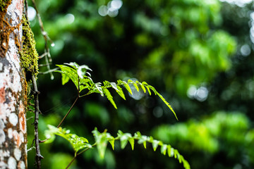 close up of fern leaf on tree