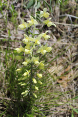 Cream wild indigo at Morton Grove, Illinois' Miami Woods