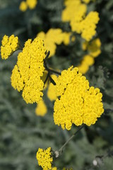 yellow Flowers in full sun 2019