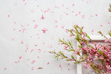blooming pink branches on gray background