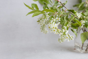 Flowering branches in a vase