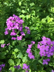 delicate purple flowers