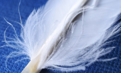 macro photo of the base white feather on blue background