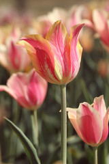 pink tulips in the garden