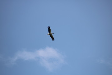 eagle in flight　コウノトリ