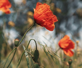 Obraz premium Mohnblumen auf der Wiese