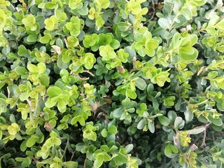 green plants in the garden