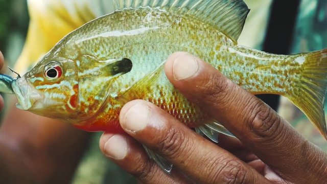 Redbreast Sunfish Lepomis auritus