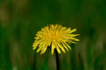 One Yellow Dandelion