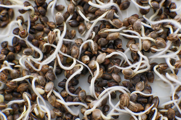 Many sprouting cannabis seeds. Marijuana seeds. close-up macro. Germinated cannabis seed. Hovering...