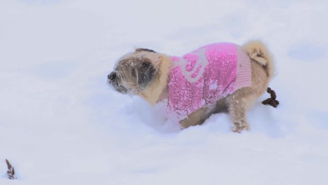 Long Hair Pug Pooping in the Snow