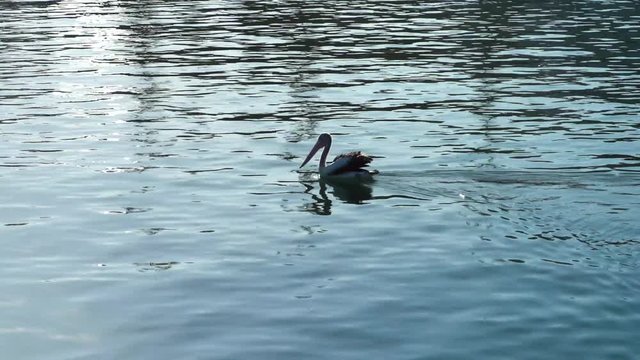 Pelican swimming in the water