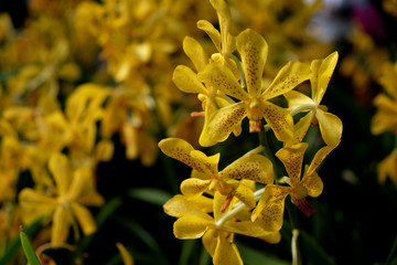 Fototapeta premium Orchid flower in tropical garden close up. Floral background.