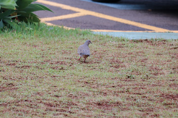 pigeon in grass