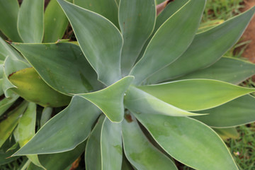 leaves of plant