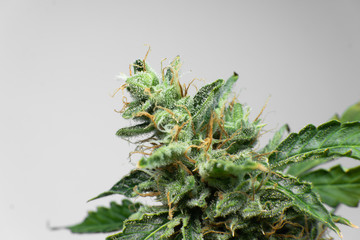 Marijuana bud close up. Macro trichomes cannabis. Indica flower. Fresh green weed In details. CBD...