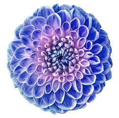 Fototapeten blue-pink dahlia flower, white isolated background with clipping path.   Closeup.  no shadows.  For design.  Nature. © nadezhda F
