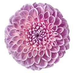 light  pink dahlia flower, white isolated background with clipping path.   Closeup.  no shadows.  For design.  Nature.