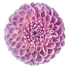 Tuinposter light  pink dahlia flower, white isolated background with clipping path.   Closeup.  no shadows.  For design.  Nature. © nadezhda F