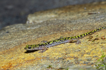 Green salamander - Aneides aeneus