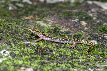 Green salamander - Aneides aeneus