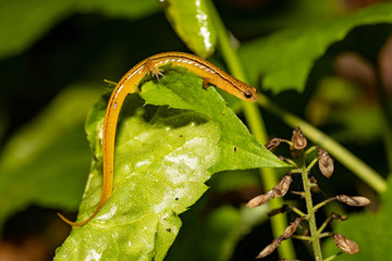Blue ridge two-lined salamander - Eurycea wilderae