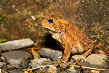 Orange american toad - Bufo americanus