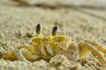 crab