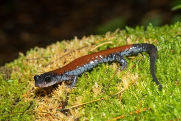 Yonahlossee salamander - Plethodon yonahlossee