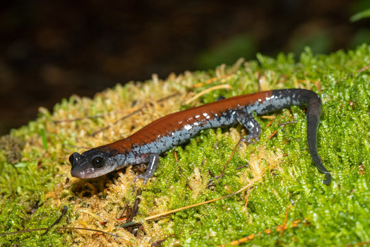 Yonahlossee salamander - Plethodon yonahlossee