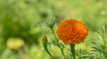 beautiful yellow flower of cempasuchil